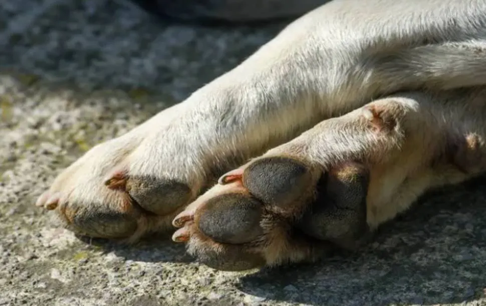 Perro muerto patita