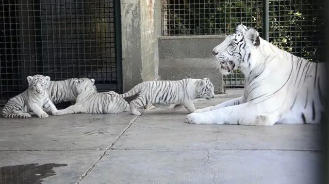 tigres