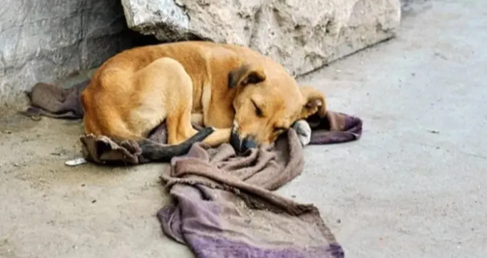 Perro callejero