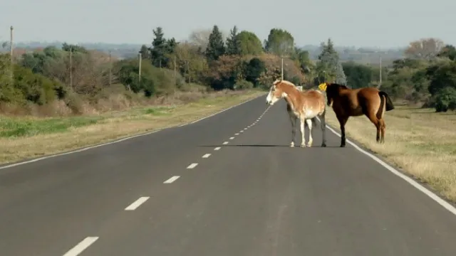 caballo