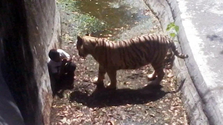 Tigre blanco