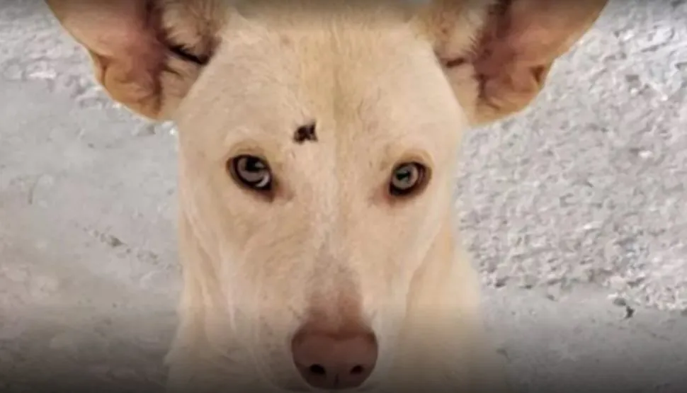 Blanco perro perdido