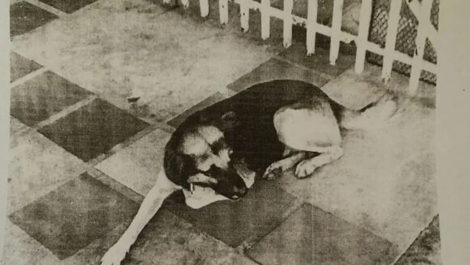 perro prófugo