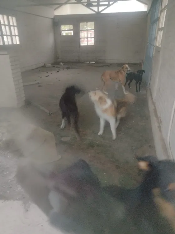 perros rescatados 3