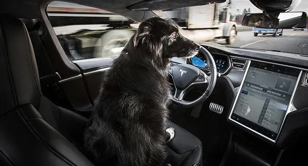 tesla-dog-mode