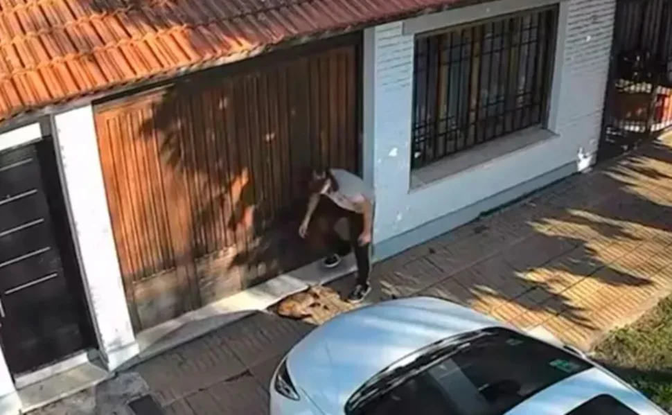 Agresión a gato