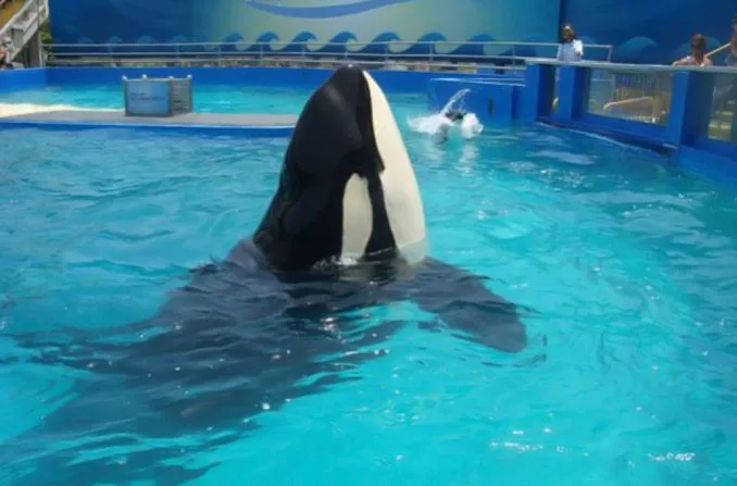 orca