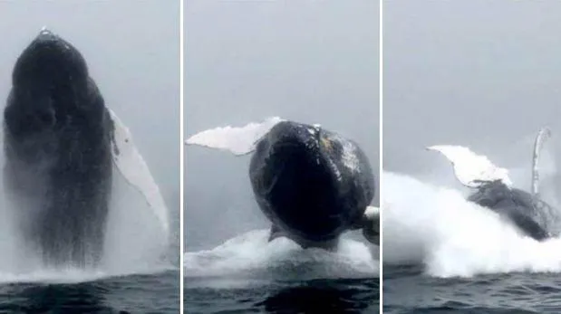 20150827144519-ballena