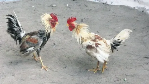 pelea de gallos