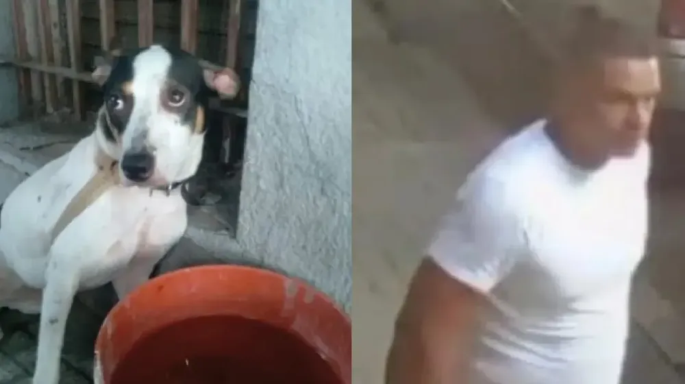 perro maltrato