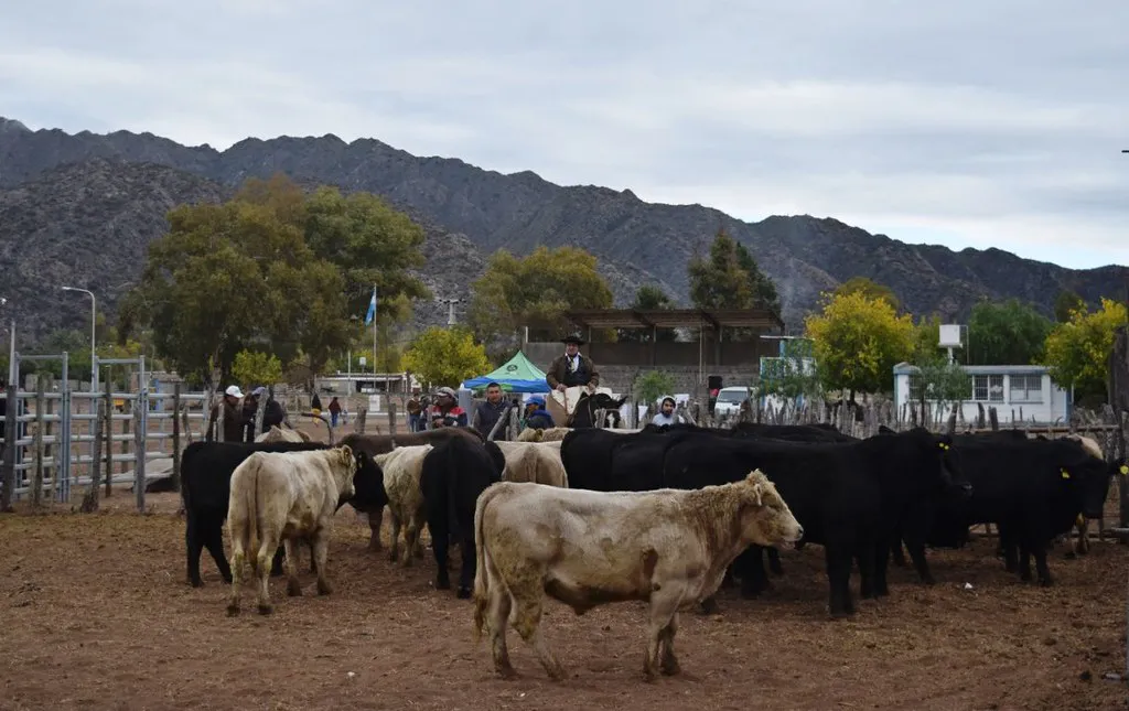 campo bovinos vacas