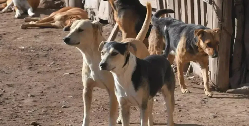Jauría perros