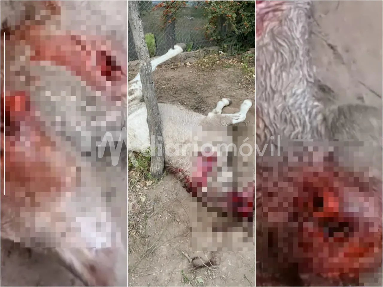 WhatsApp Image 2024-05-14 at 8.12.09 AM