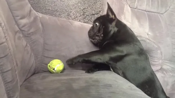 perro