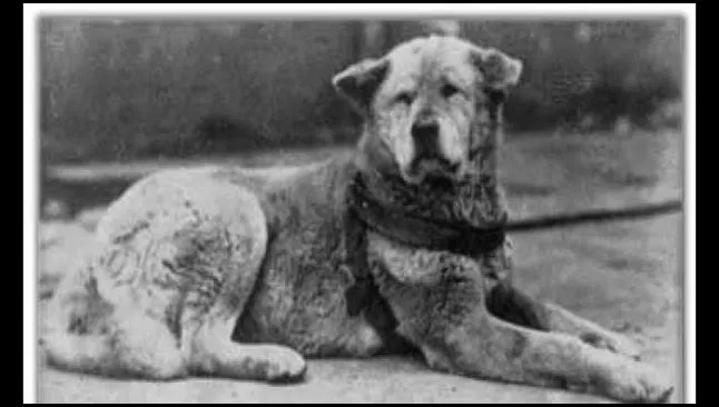 Hachiko_thumb4