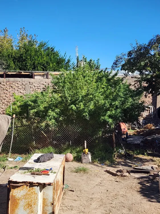 WhatsApp Image 2026-04-09 at 23.31.51