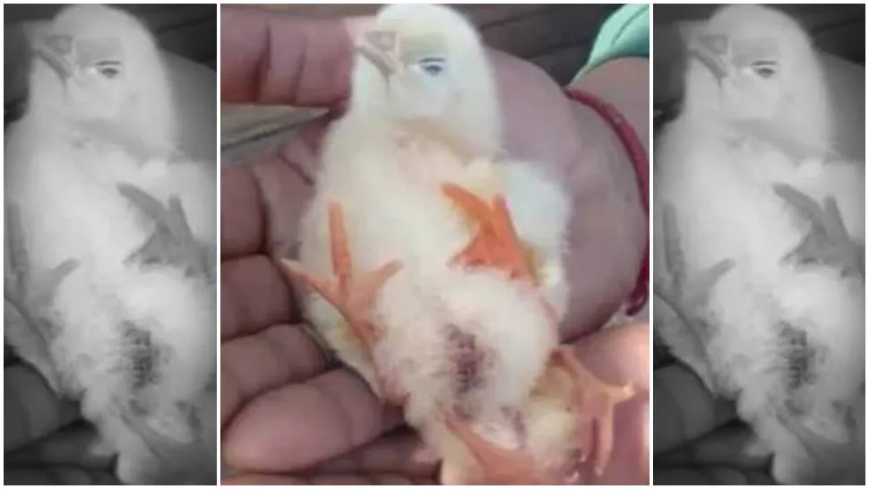 Pollito cuatro patas
