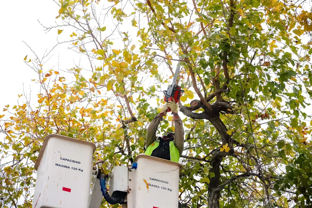 poda de arboles