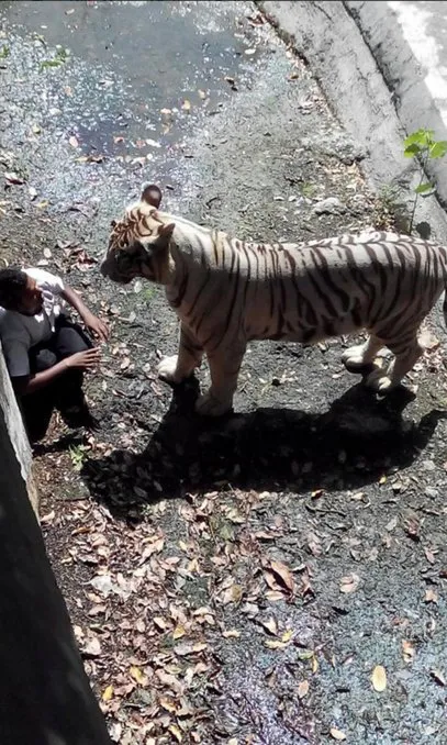 Tigre blanco