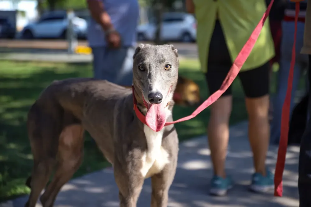 perro castración galgo