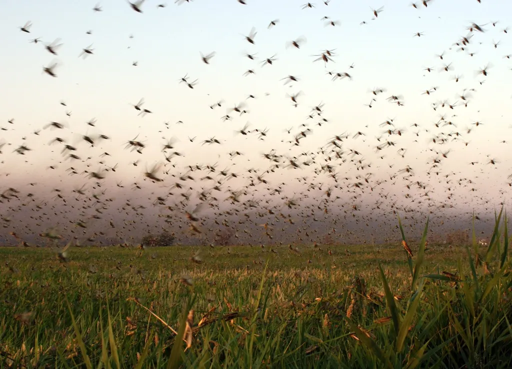 plaga langostas