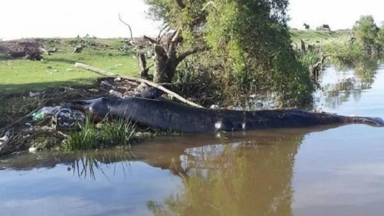 Ballena en Berazategui