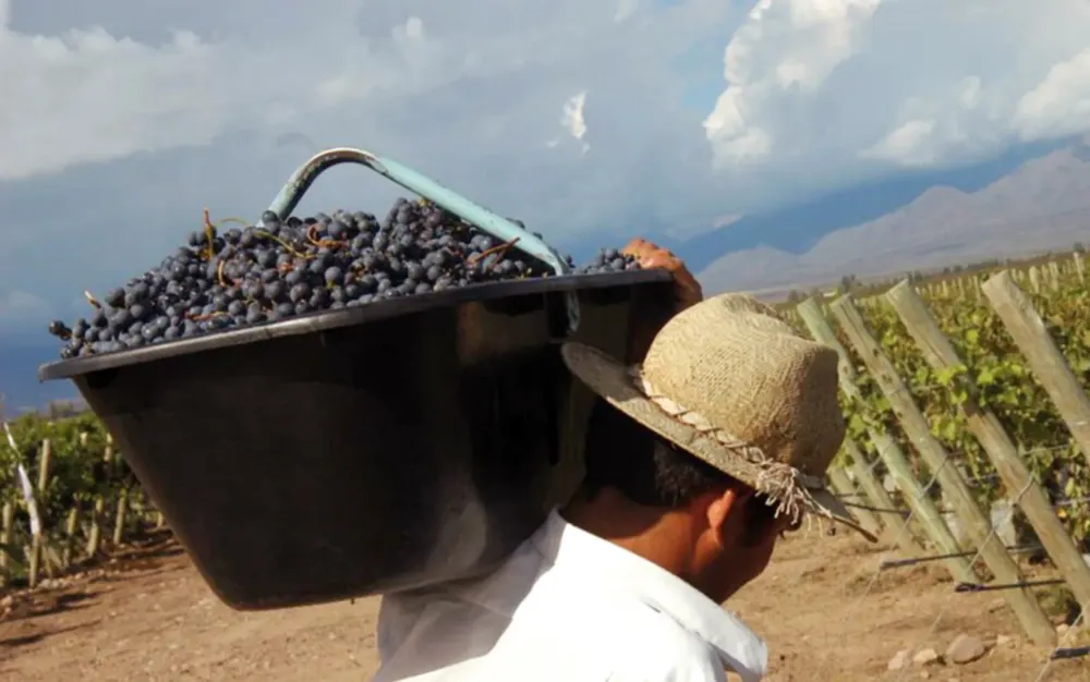 cosecha_uva