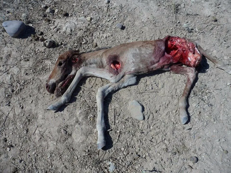 AgPfnBGJ8R7siYD6TZTDZkIxO_8HN5vt5_cFpPzW2P-X