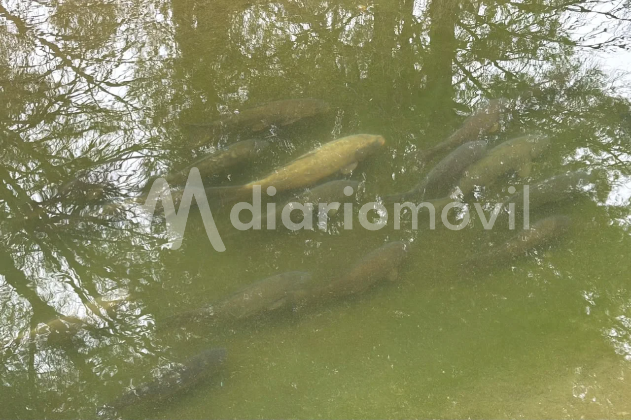 peces del parque de mayo
