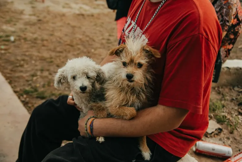 Perro