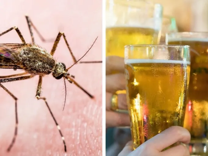 Cerveza y mosquitos