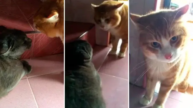 gatitos