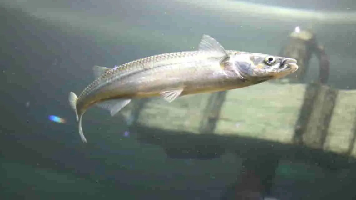 pesca_pejerrey_rio_Parana