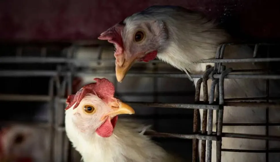 Gripe aviar gallinas gallos