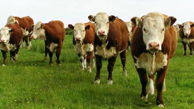 vacas