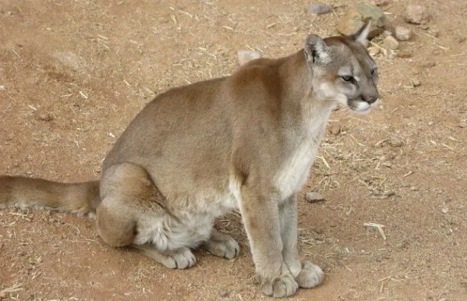 puma