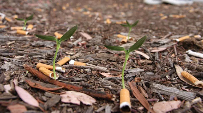 Colillas-de-cigarrillos-que-son-semillas-2