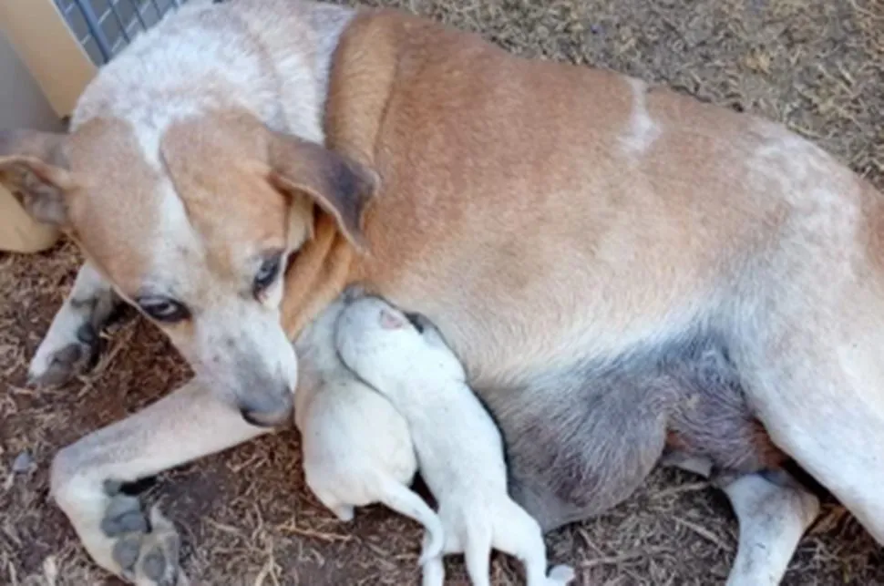 Perro perra