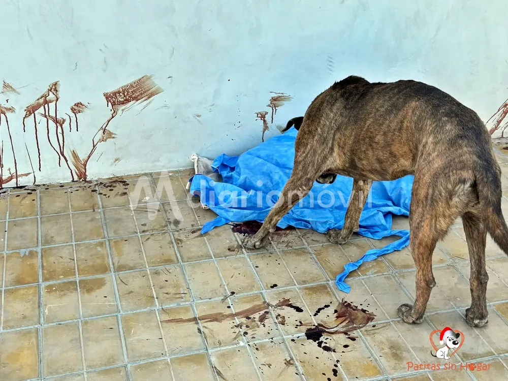 perro apuñalado