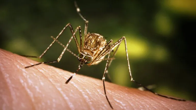 Mosquito 
