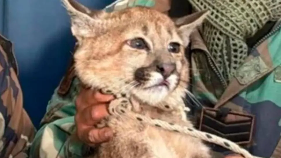 Puma