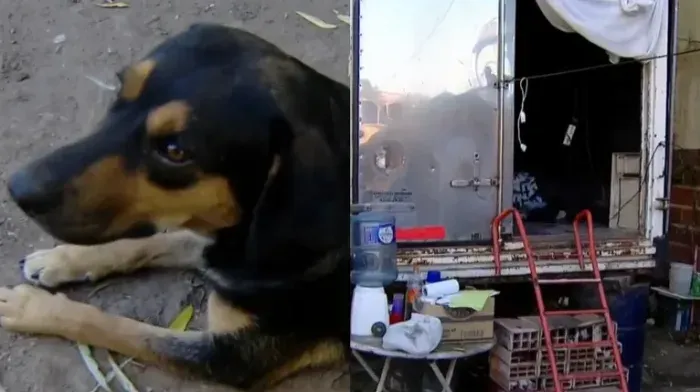 perro salvador