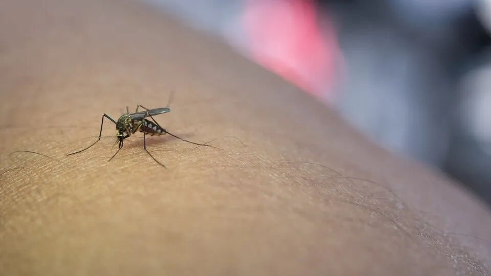 716290-713299-50157-dengue-0