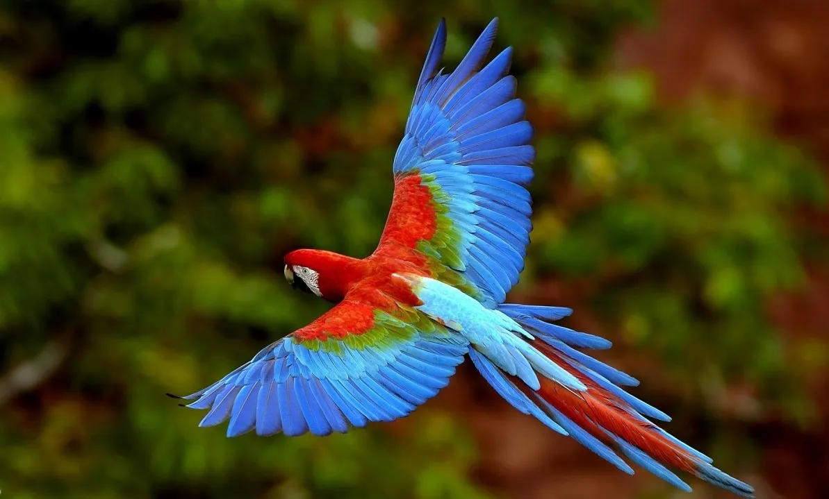 guacamayo