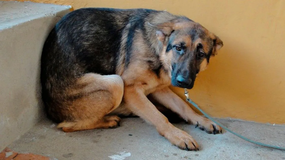 perro pirotecnia