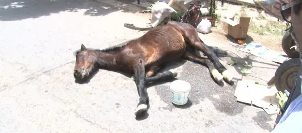 caballo
