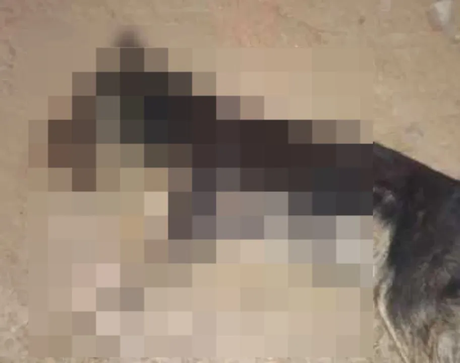 Perrito muerto