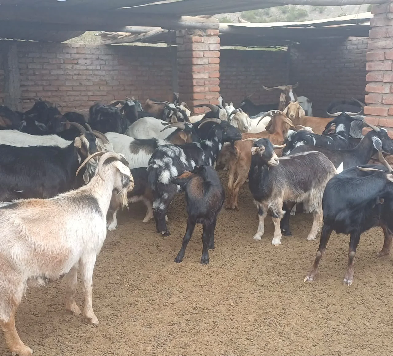 Jáchal animales 2