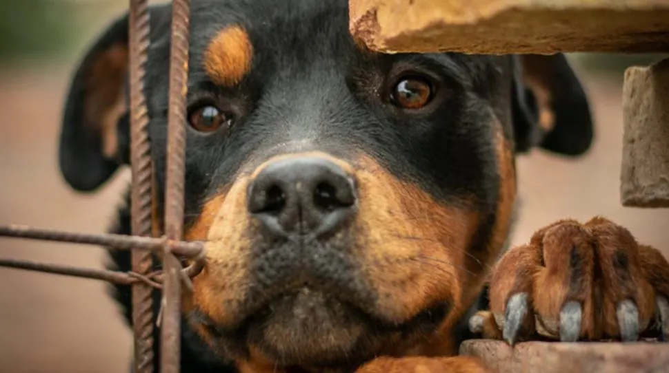 Rottweiler
