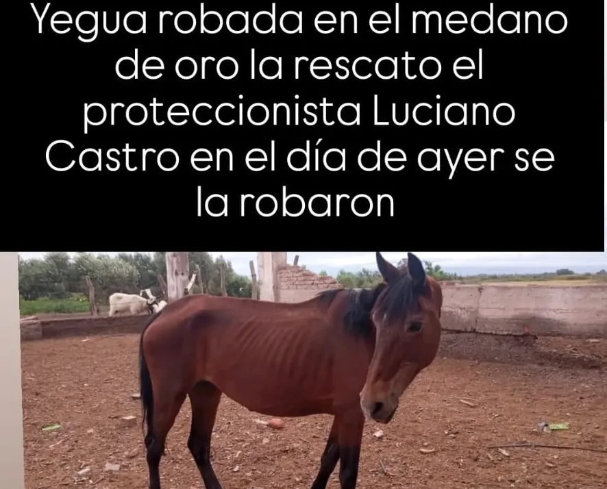 yegua buscan